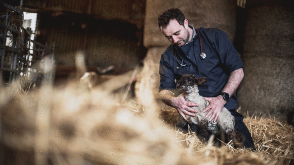 Danny with lamb