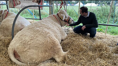 Danny stroking a cow at the Alresford Show